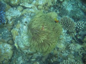 Schnorchelausflüge (51).jpg