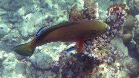 Schnorchelausflüge (9).jpg